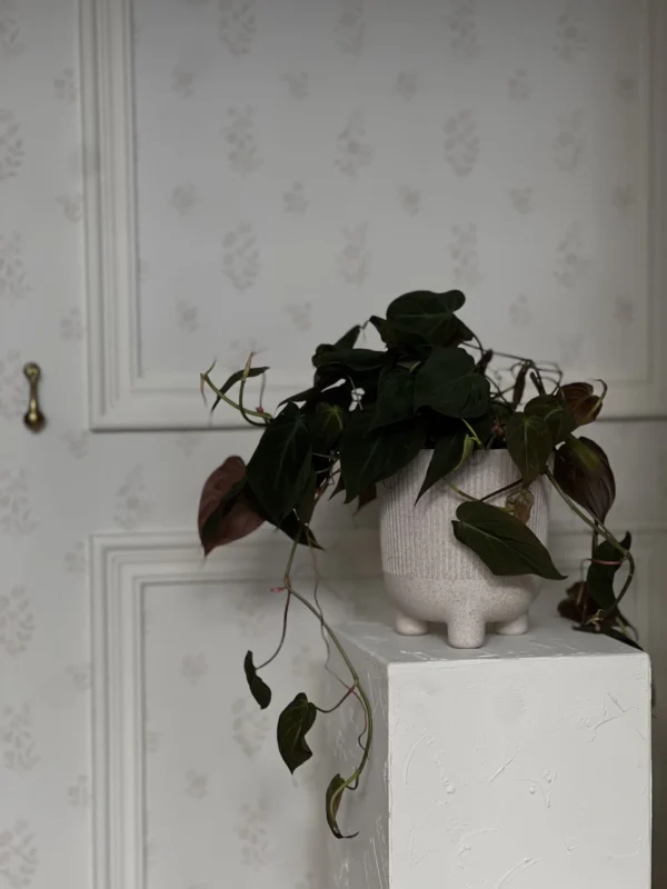Stockholm Pot | Almond Milk - Image 2