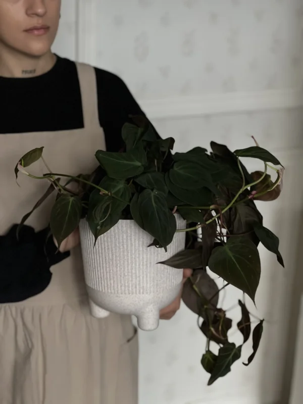 Stockholm Pot | Almond Milk
