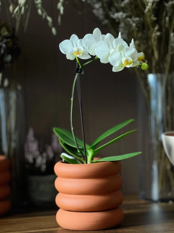 Curvy Pot | Terracotta